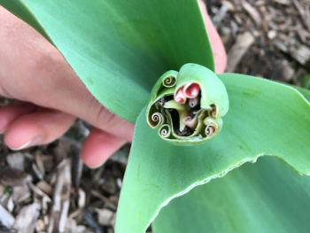 detail of tulip bud bitten in half